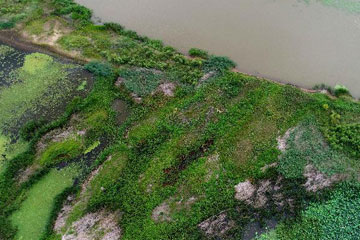 Paysage des zones humides de Binjiang à Harbin
