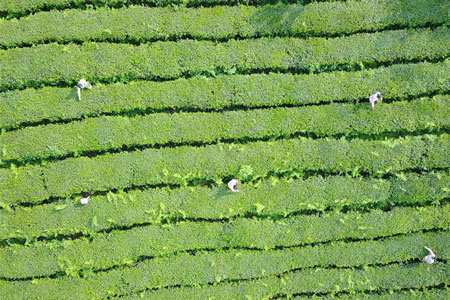 Plantation de thé dans le sud-ouest de la Chine