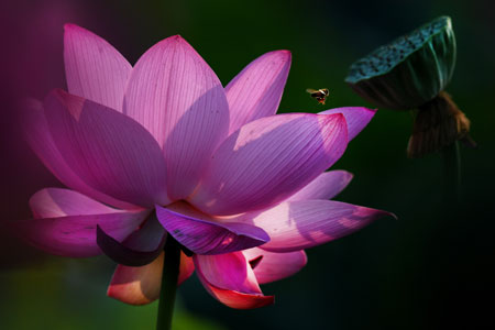 Photos - Fleurs de lotus dans l'est de la Chine
