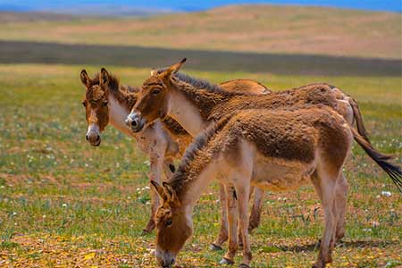 Chine : Des ânes sauvages dans la réserve naturelle du Hoh Xil