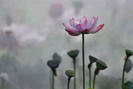 Chine : fleurs de lotus dans la brume matinale