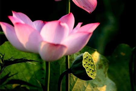 De belles fleurs de lotus dans le sud de la Chine