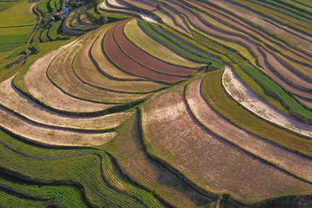 Chine : champs en terrasses au Ningxia