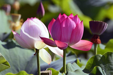 Lotus dans un parc écologique au Yunnan
