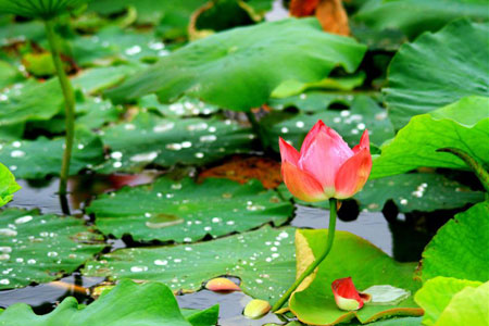 Chine : fleurs de lotus à Zhangye