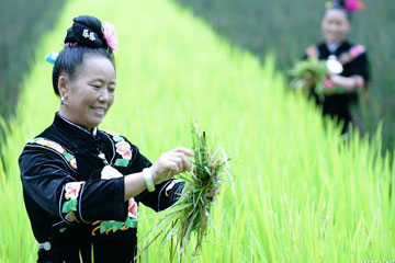 Chine : travail agricole de l'ethnie Miao au Guizhou