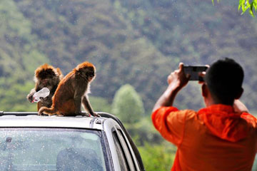 Chine : macaques dans une réserve dans le sud-ouest