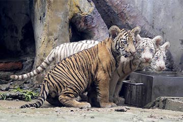 Chine : des triplés tigres dans un zoo de Jinan