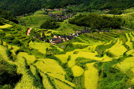 Champs en terrasses dans le sud-est de la Chine