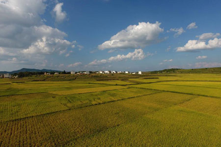 Chine : paysage agricole dans le sud-ouest