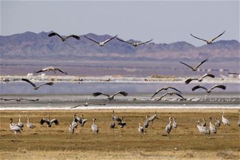 Chine: des oiseaux migrateurs dans le nord-ouest
