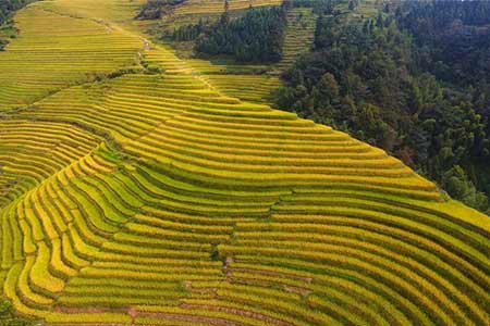 Paysages de champs en terrasses dans le sud de la Chine