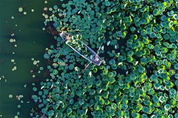 Plantation de lotus dans le réservoir de la rivière Tuhe au Hebei