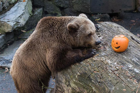 Croatie: célébrations d'Halloween dans un zoo à Zagreb
