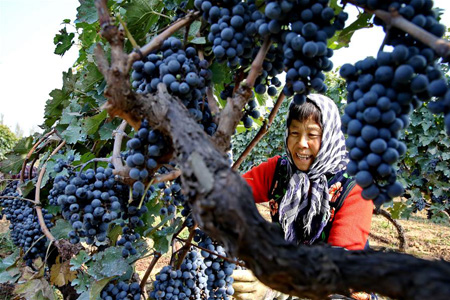Chine : récolte du raisin de la vigne dans le Hebei