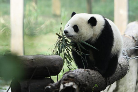 Des pandas géants dans le zoo de Chongqing
