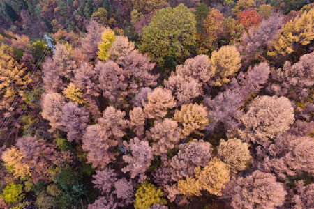 Paysages de l'automne dans le nord-ouest de la Chine