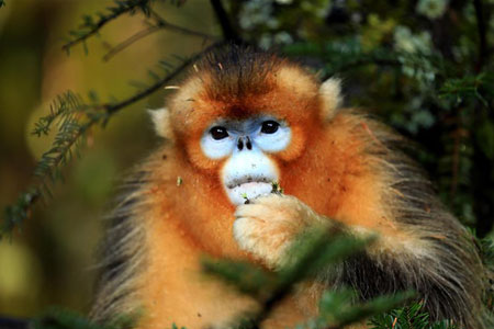 Chine: d'adorables singes dorés à Shennongjia