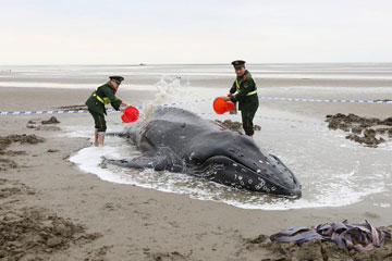 Chine : secours à une baleine échouée au large de Qidong