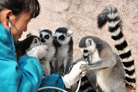 Chine : examens médicaux pour les animaux d'un zoo au Shandong