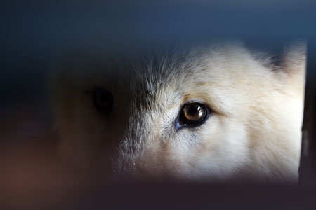 Photos - Des loups arctiques dans le nord-est de la Chine