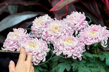 Salon du chrysanthème à Taipei