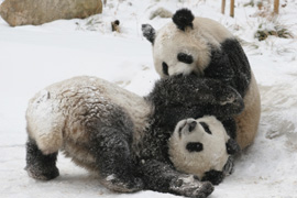Chine : des pandas s'amusent dans la neige