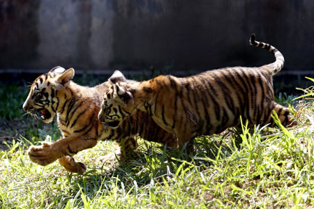Myanmar: deux bébés tigres dans le Jardin zoologique de Rangoun