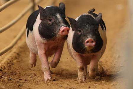 Chine : course de cochons au Liaoning