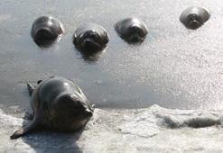 Chine : des phoques attendent d'être nourris sur la glace