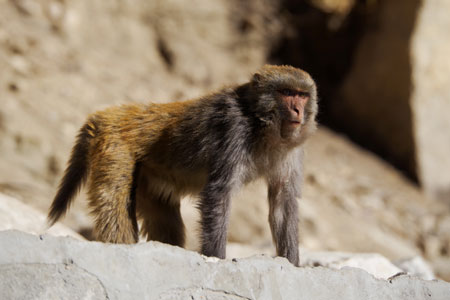 Macaques du Tibet