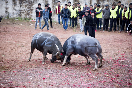 Chine: un combat de taureaux au Guizhou