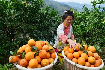 Récolte des oranges dans le sud-ouest de la Chine