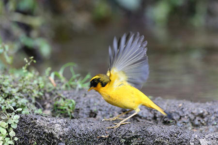 Chine: des oiseaux dans la montagne de Gaoligong