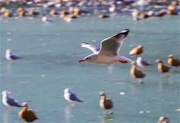 Chine : oiseaux migrateurs dans un parc au Tibet