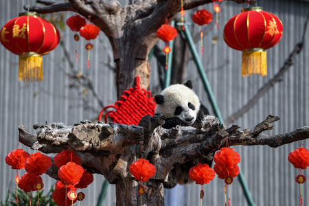 Chine : des bébés pandas célèbrent la fête du Printemps