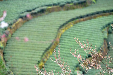 Chine : champs de thé au Hubei