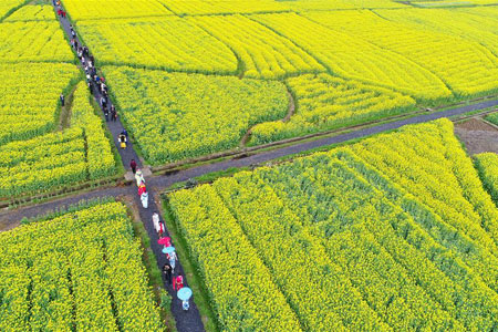 Photos - fleurs de colza dans le centre de la Chine