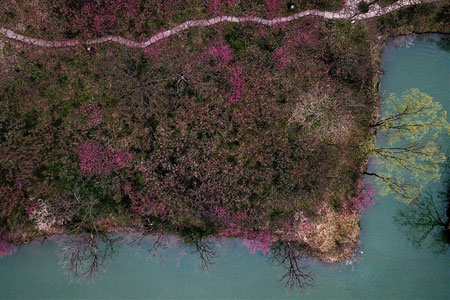 Chine : pruniers en fleurs dans un parc national de Hangzhou