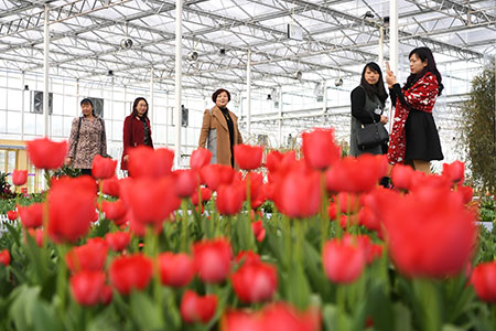 Chine : exposition de fleurs des Pays-Bas à Chongqing