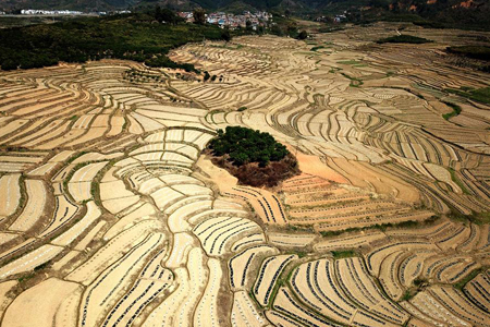Chine : plantation de pastèques en terrasse au Guangxi