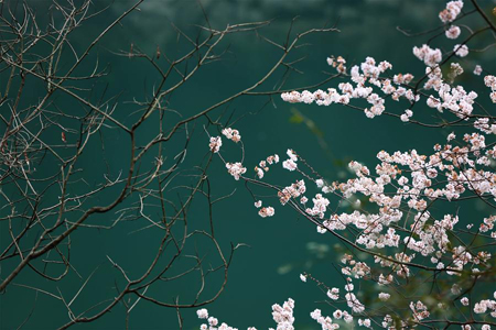 Chine : fleurs de cerisier à Zhangjiajie