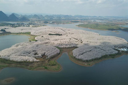 Chine : cerisiers en fleurs dans un parc du Guizhou