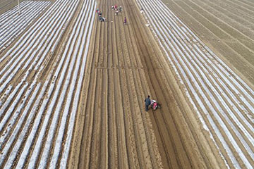 Chine : travaux agricoles du printemps