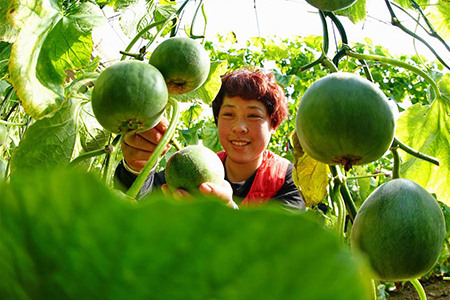 Chine : récolte de melons au Hebei