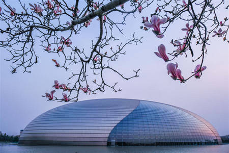Fleurs de magnolia Yulan à Beijing