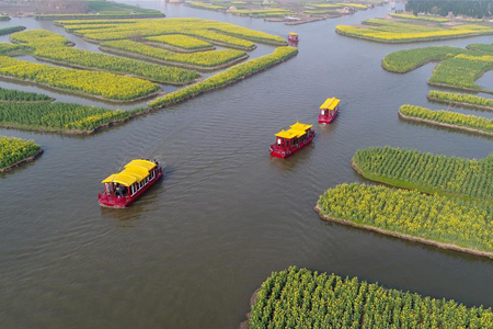 Chine : fleurs de colza au Jiangsu