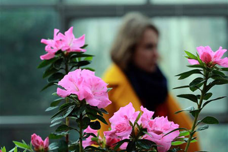 Allemagne: une exposition de fleurs à Francfort