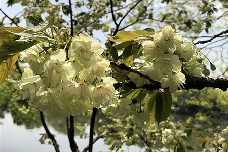 Chine: fleurs de cerisier d'une espèce rare à Hangzhou