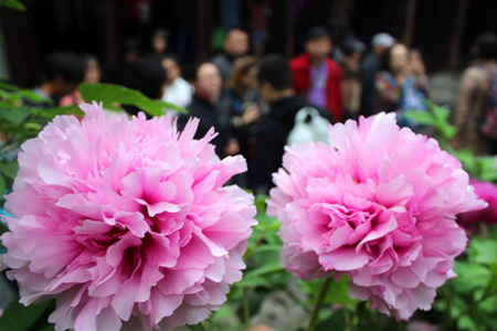 Chine: des fleurs de pivoine dans l'est